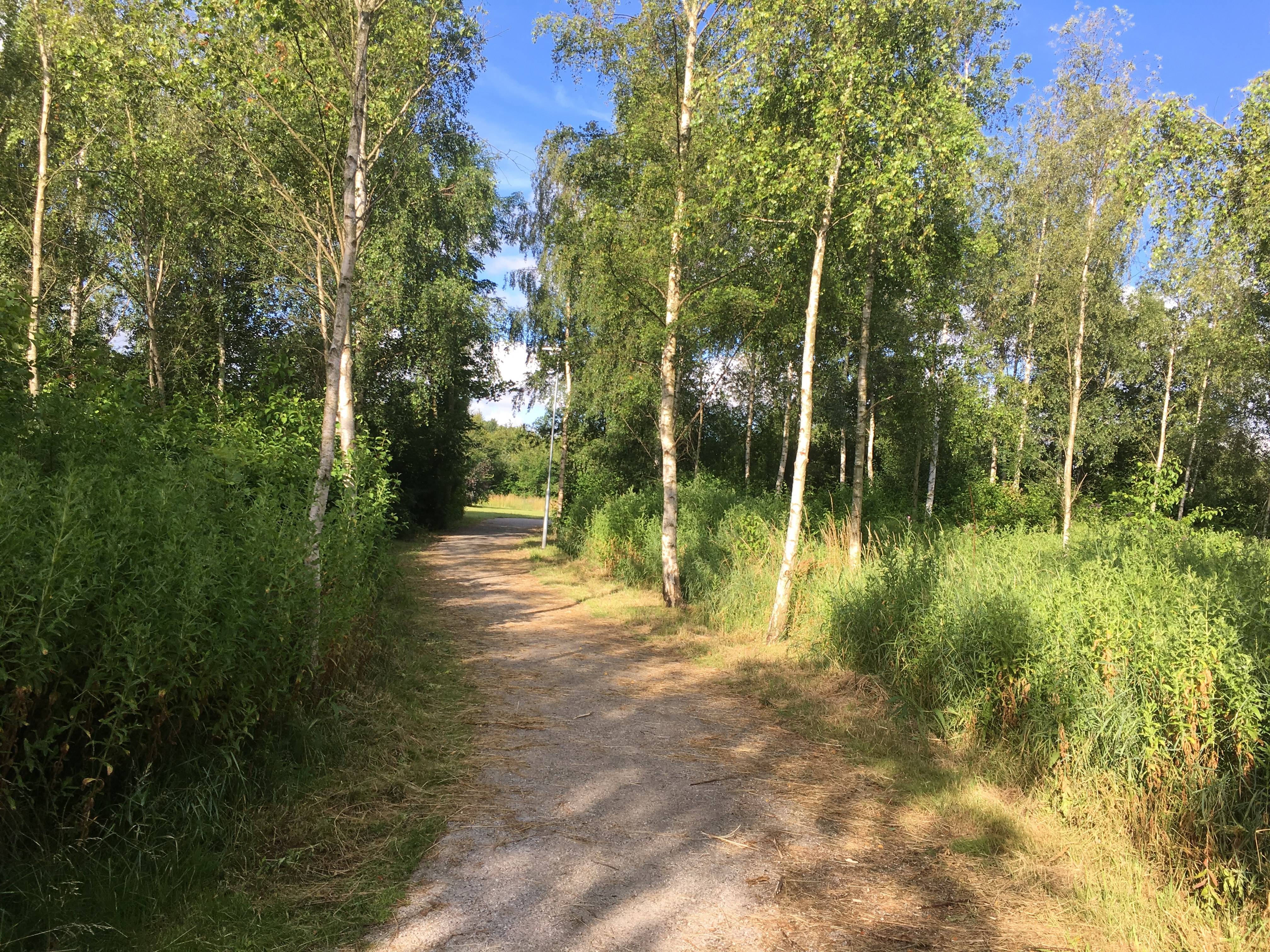 Motionsslingan i Högalidsskogen